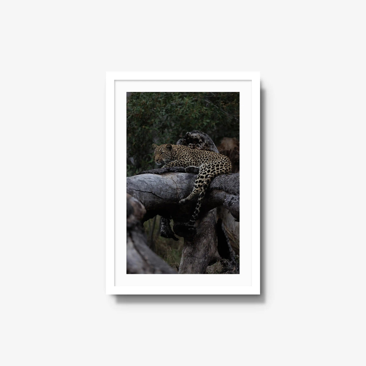 Elsewhere — medium / white / mat