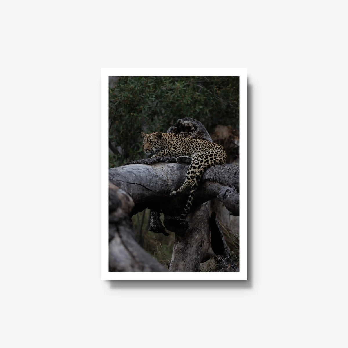 Elsewhere — medium / white / full