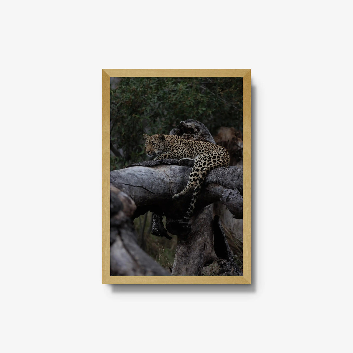 Elsewhere — medium / natural / full