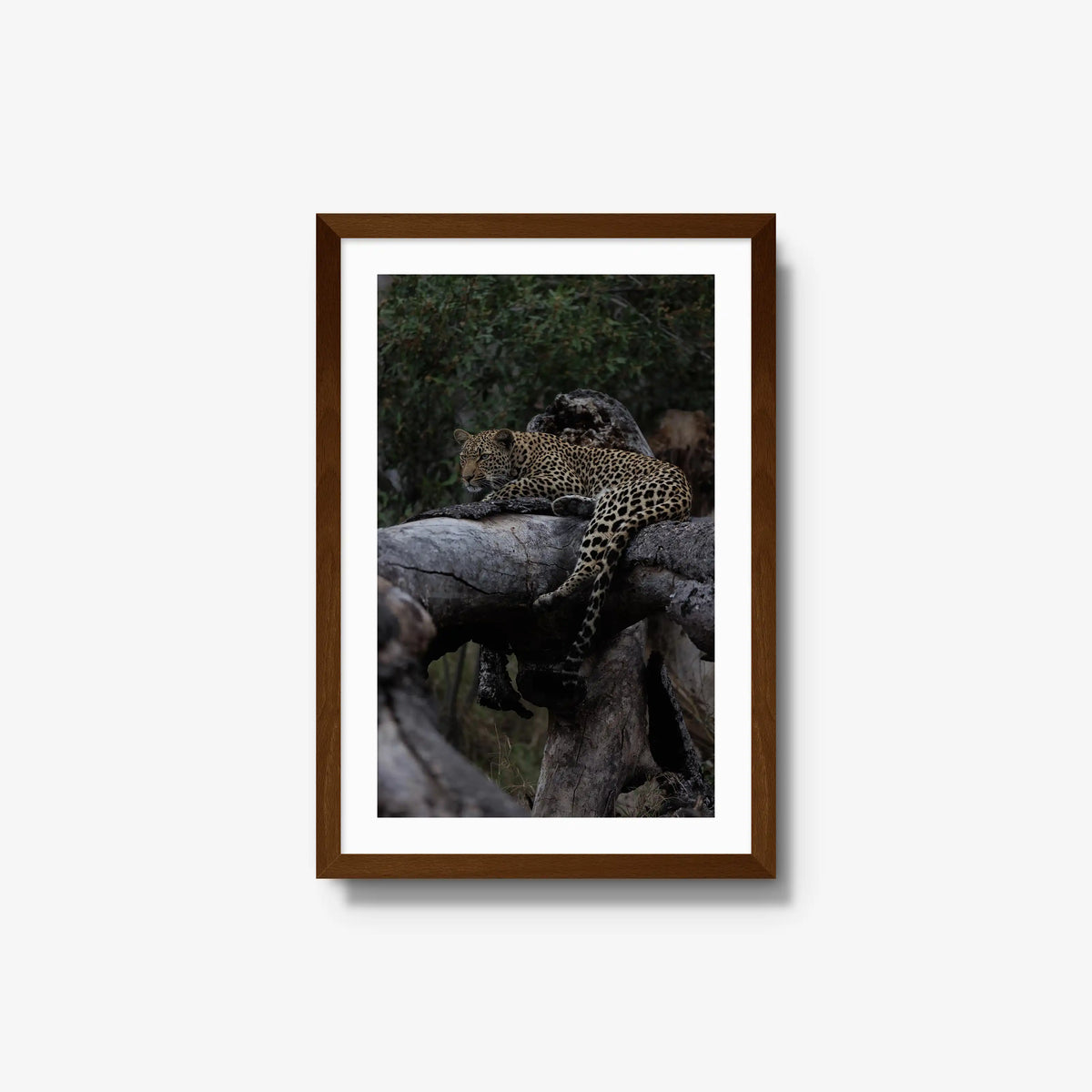 Elsewhere — medium / brown / mat