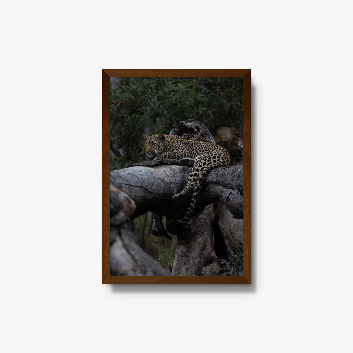 Elsewhere — medium / brown / full