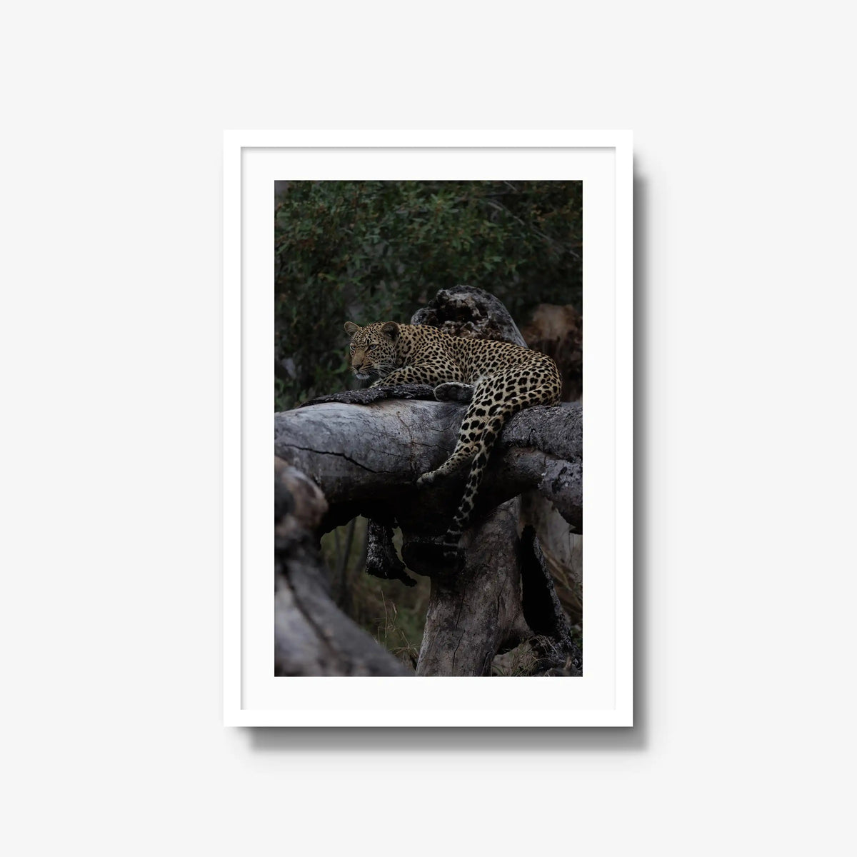 Elsewhere — large / white / mat