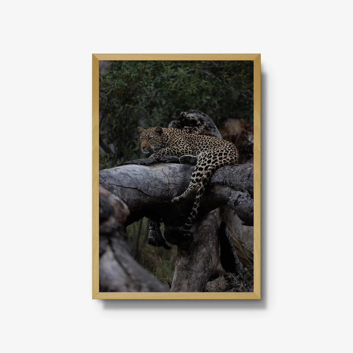 Elsewhere — large / natural / full
