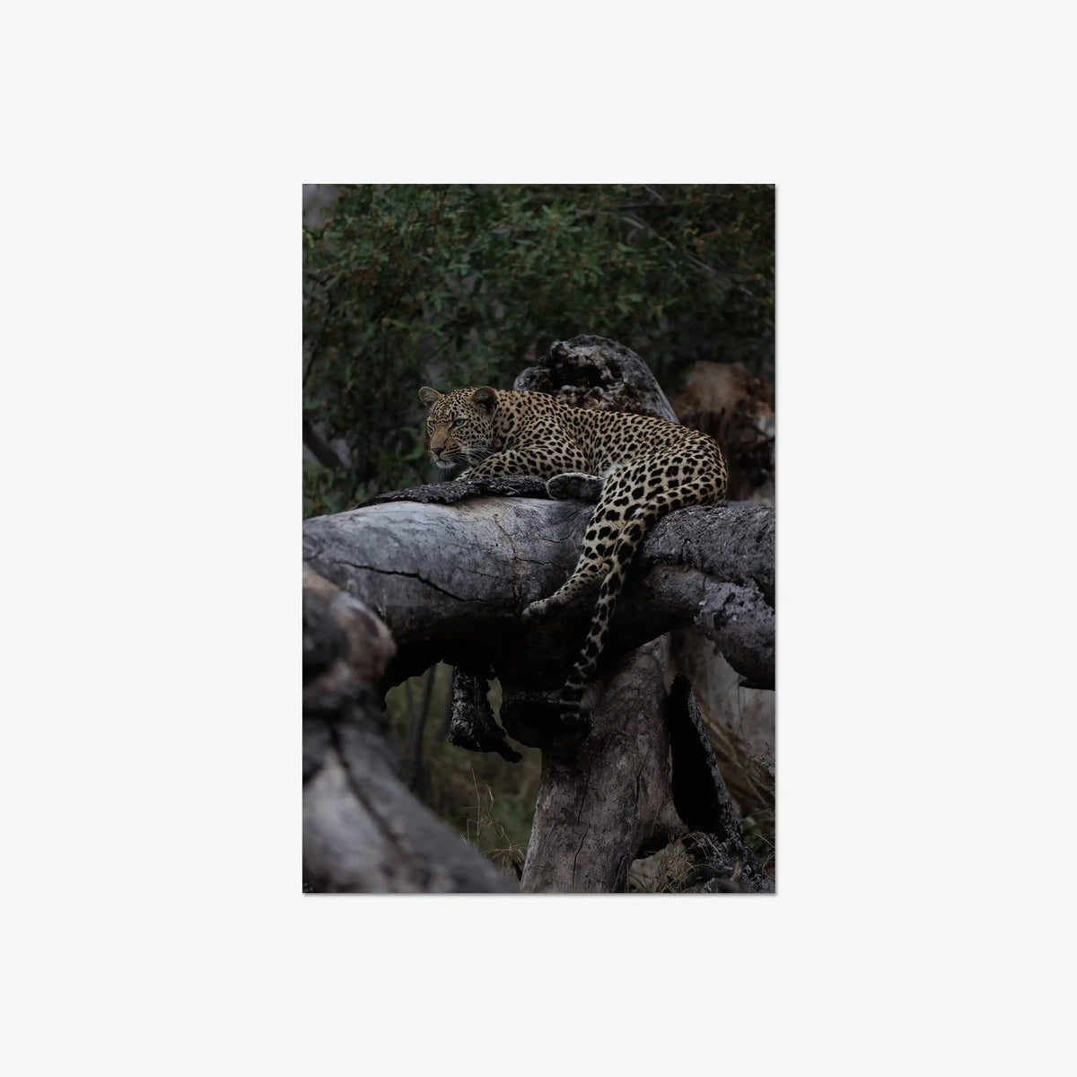 Elsewhere — large / print / n/a