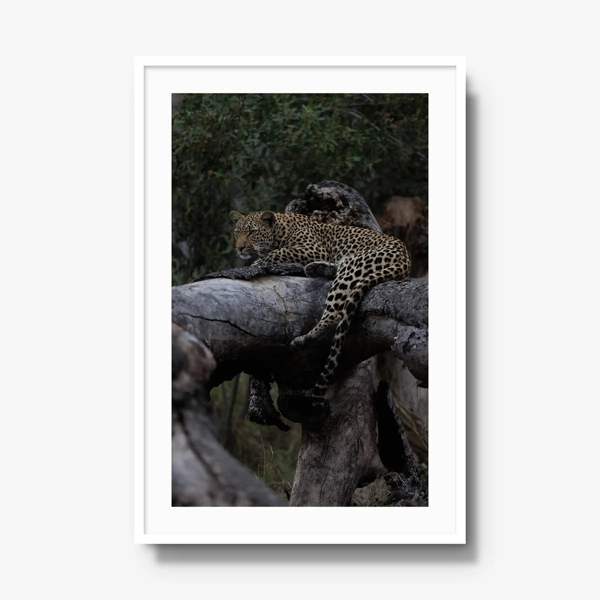 Elsewhere — gallery / white / mat