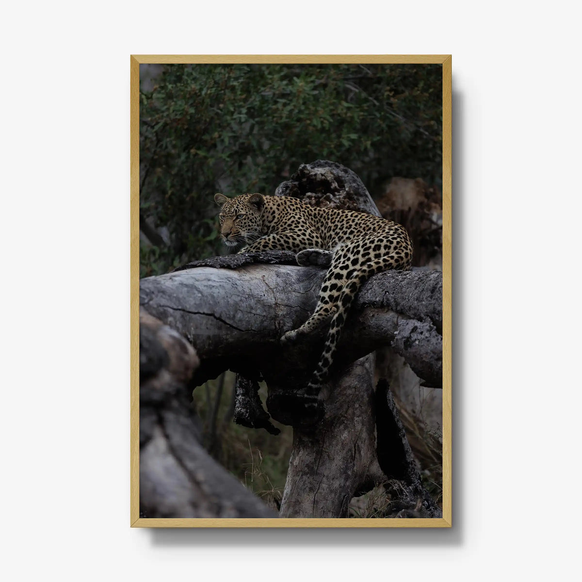 Elsewhere — gallery / natural / full