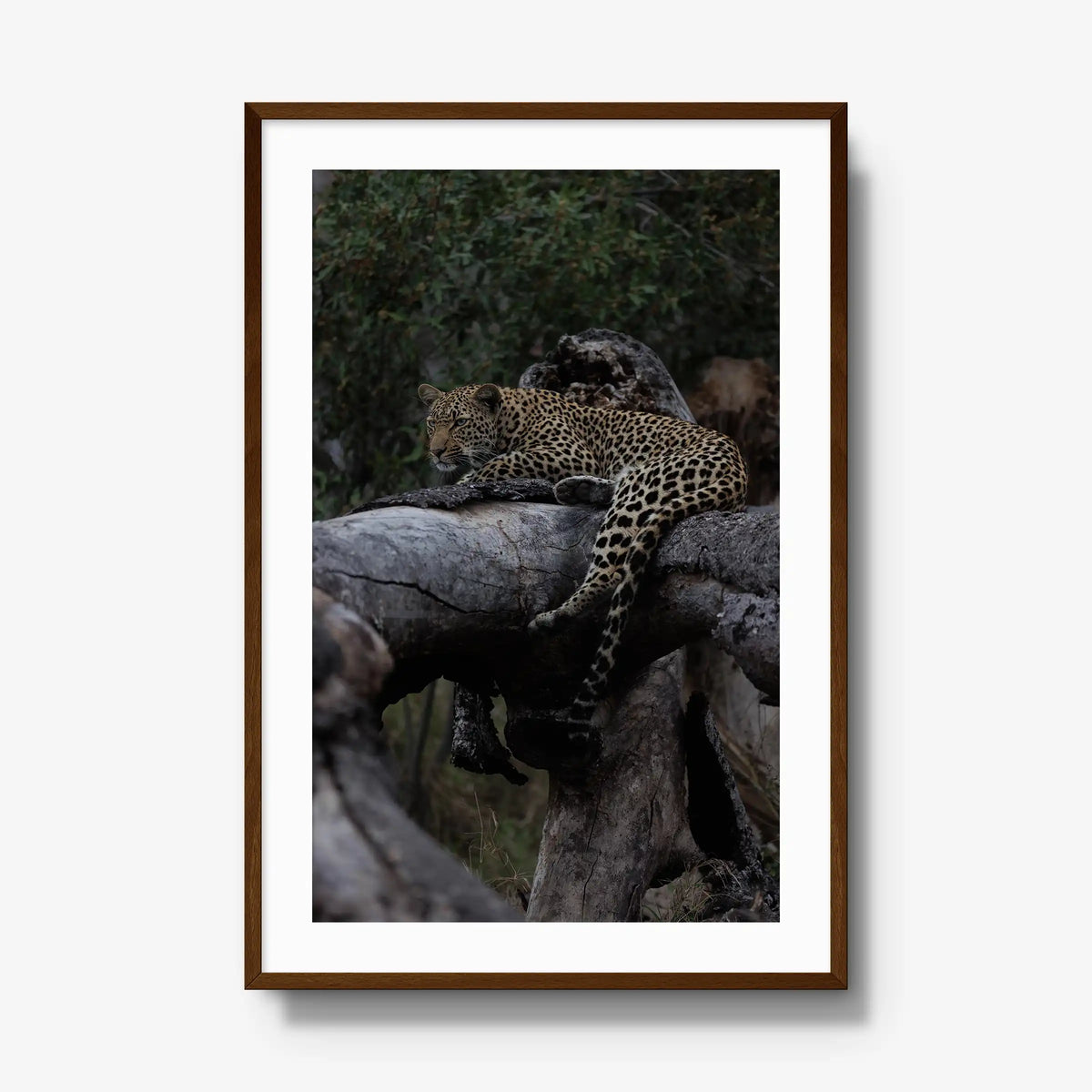 Elsewhere — gallery / brown / mat