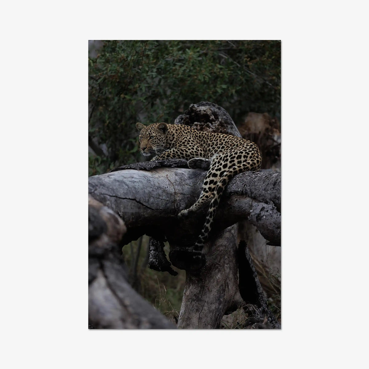 Elsewhere — gallery / print / n/a