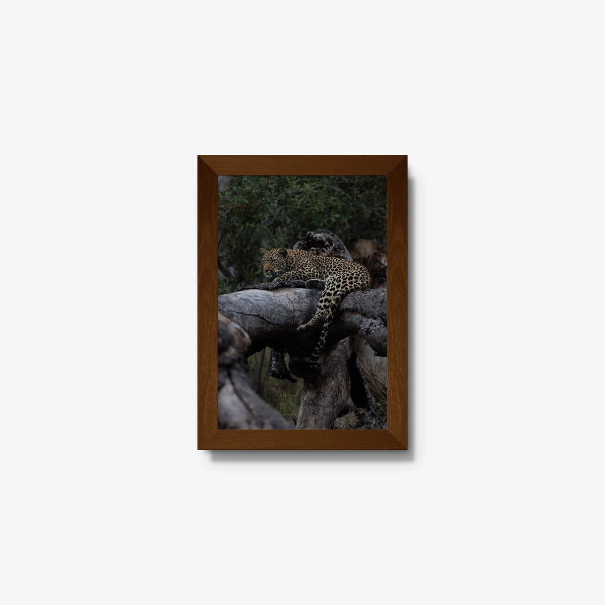 Elsewhere — mini / brown / full