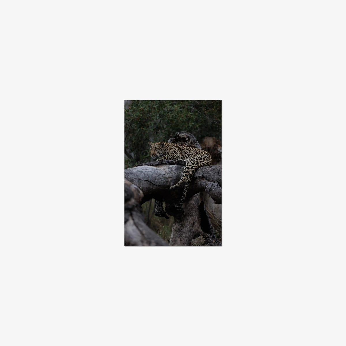 Elsewhere — mini / print / n/a
