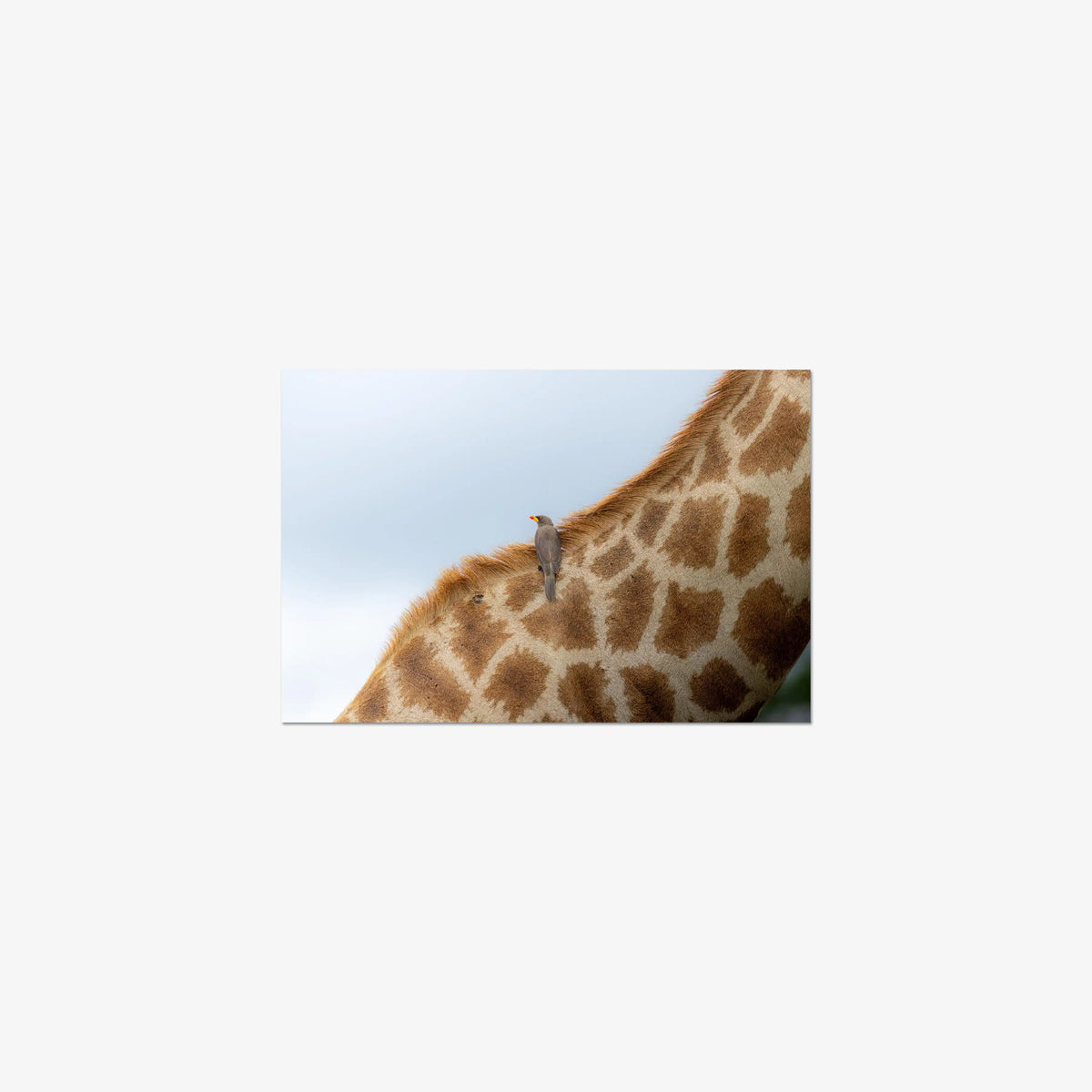 Friend or Foe — small / print / n/a
