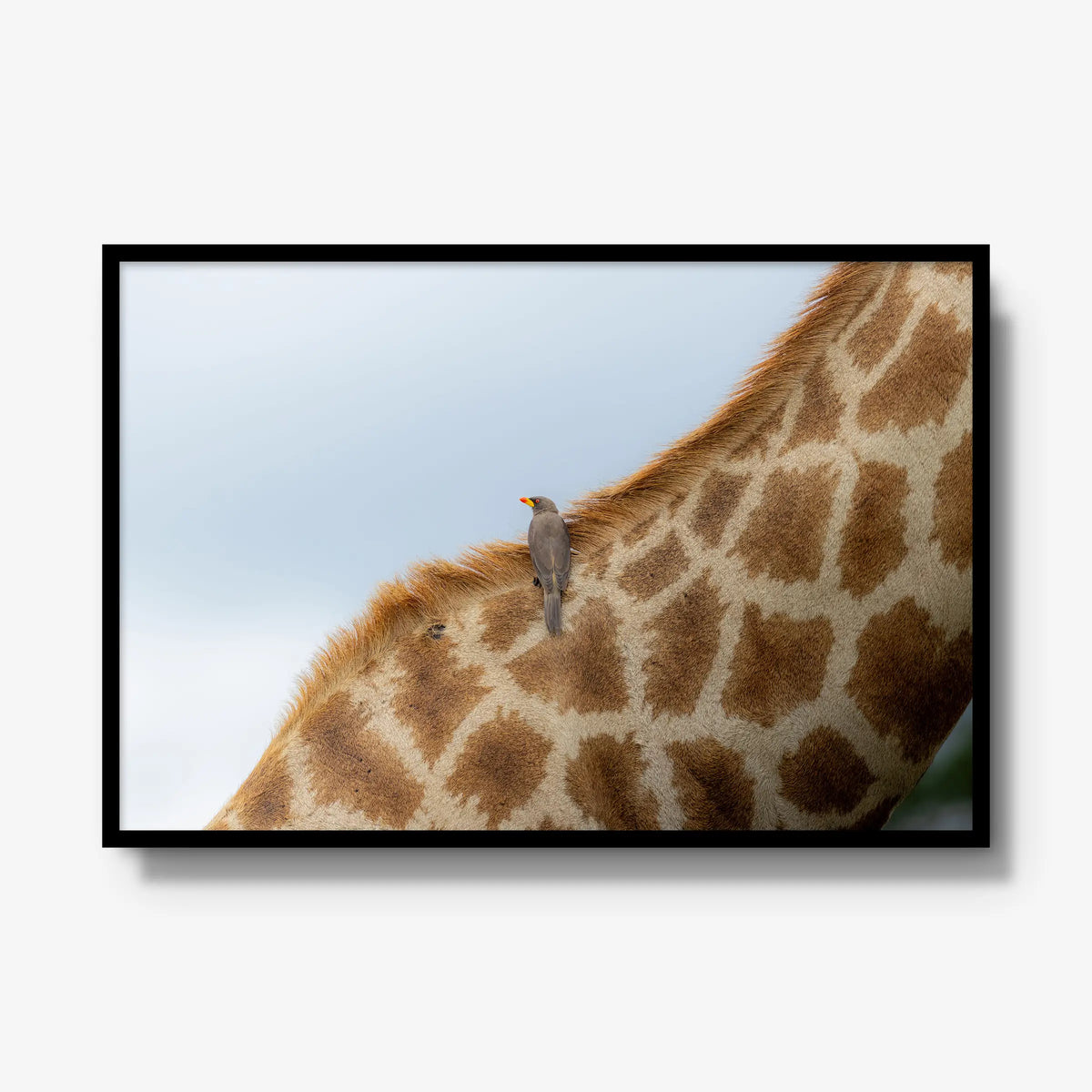 Friend or Foe