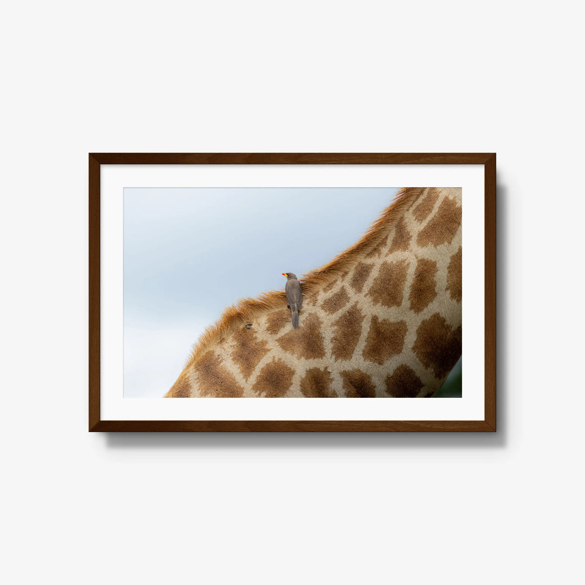 Friend or Foe — large / brown / mat