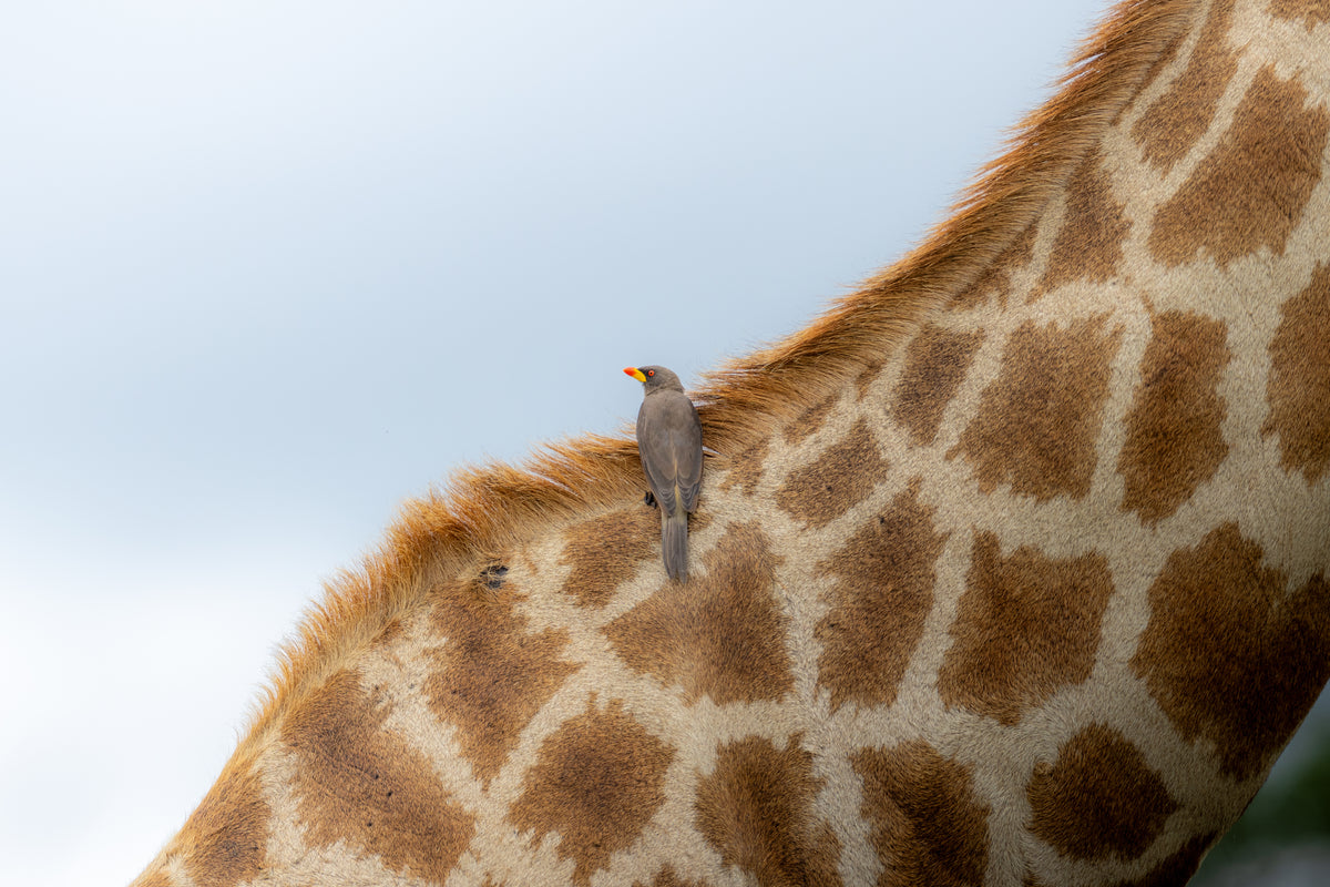 Friend or Foe