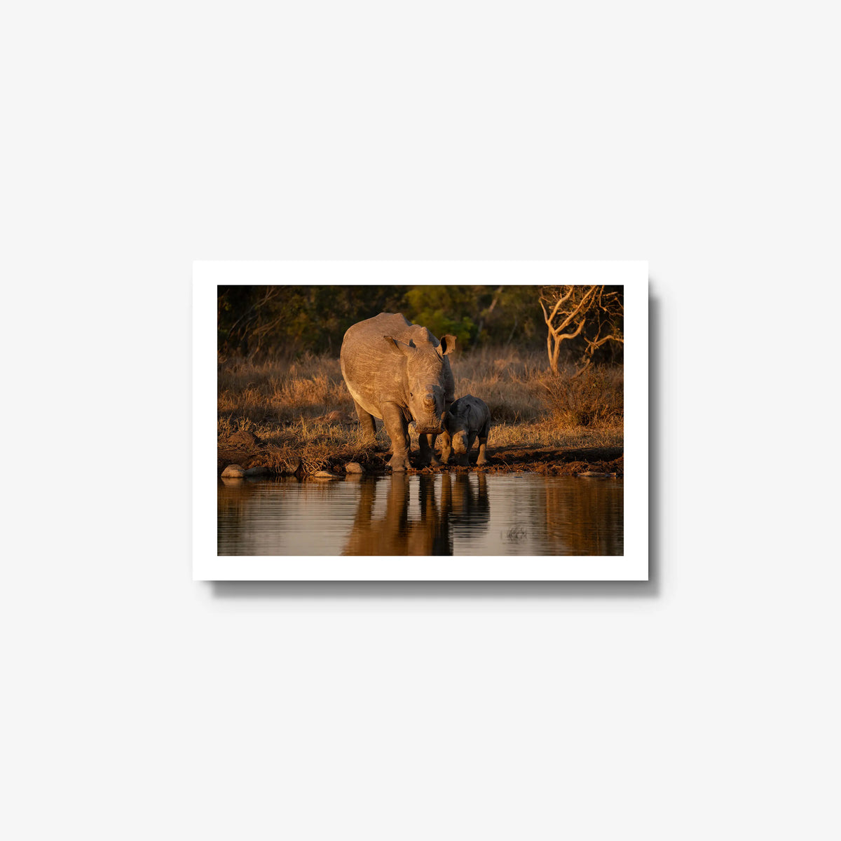 Shield and Shadow — small / white / full