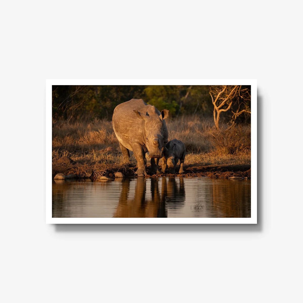 Shield and Shadow — large / white / full