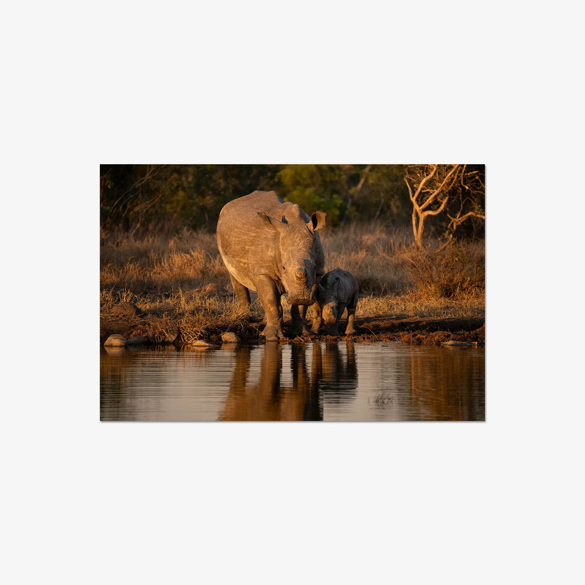 Shield and Shadow — large / print / n/a