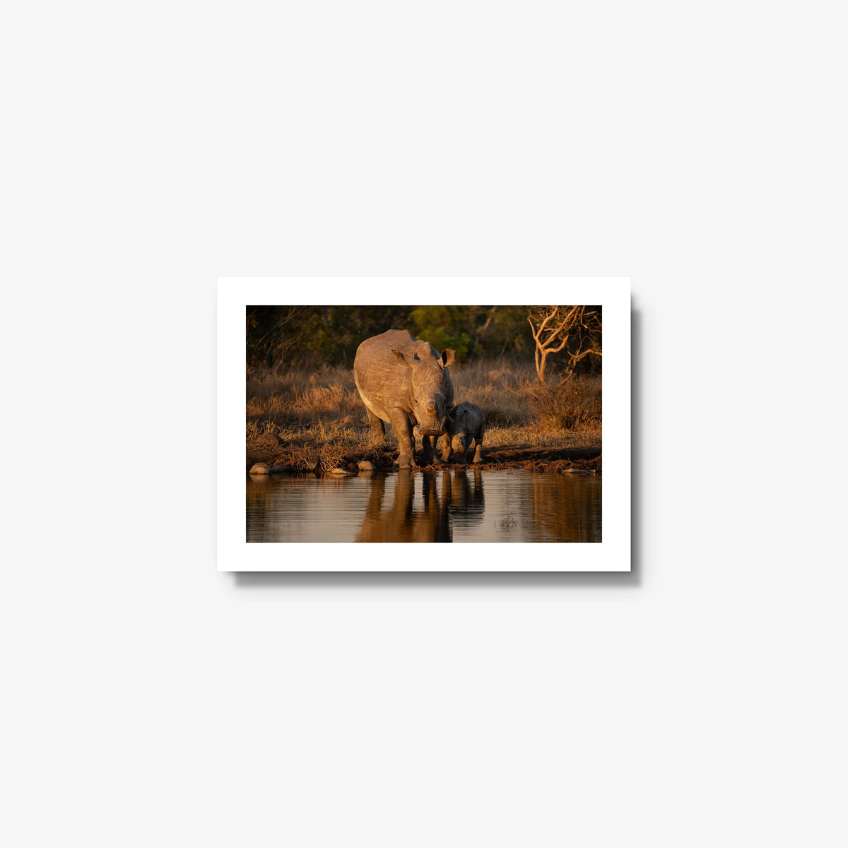 Shield and Shadow — mini / white / full