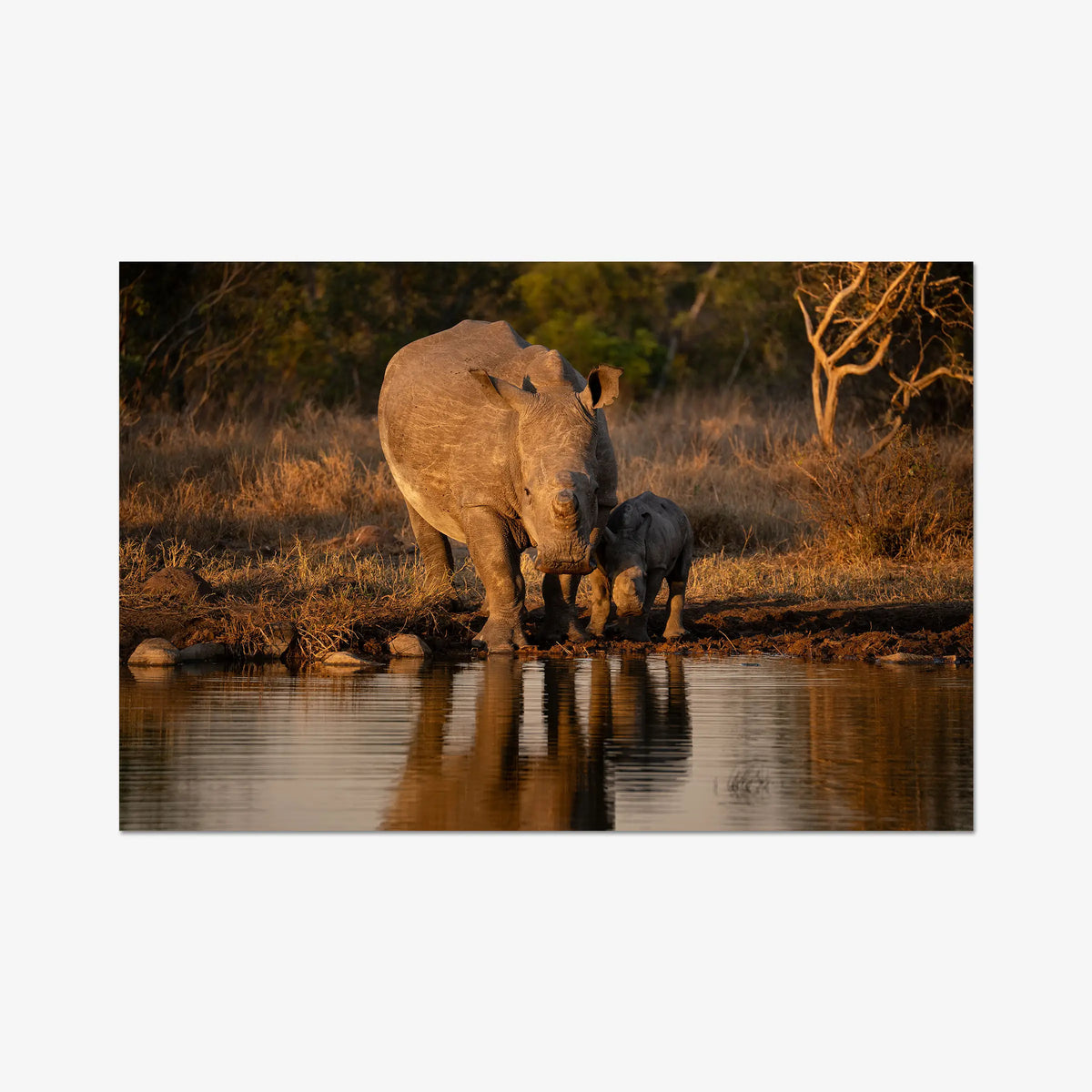 Shield and Shadow — gallery / print / n/a