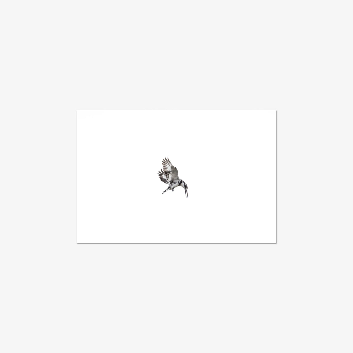 Arrow — medium / print / n/a