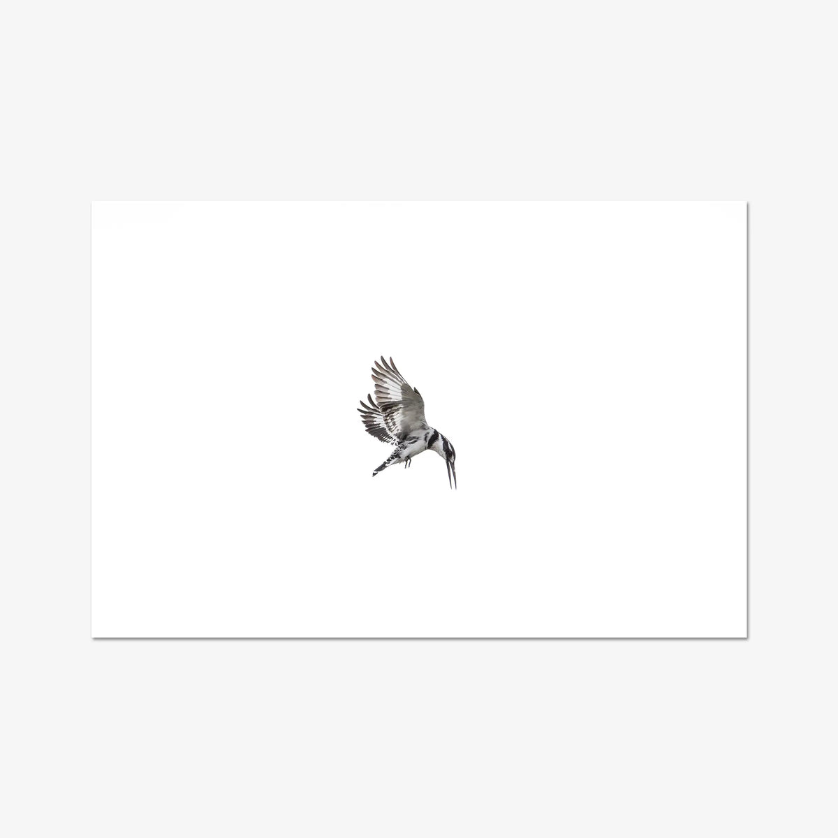 Arrow — gallery / print / n/a