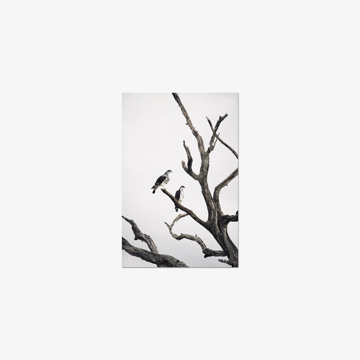 Sentinels — small / print / n/a