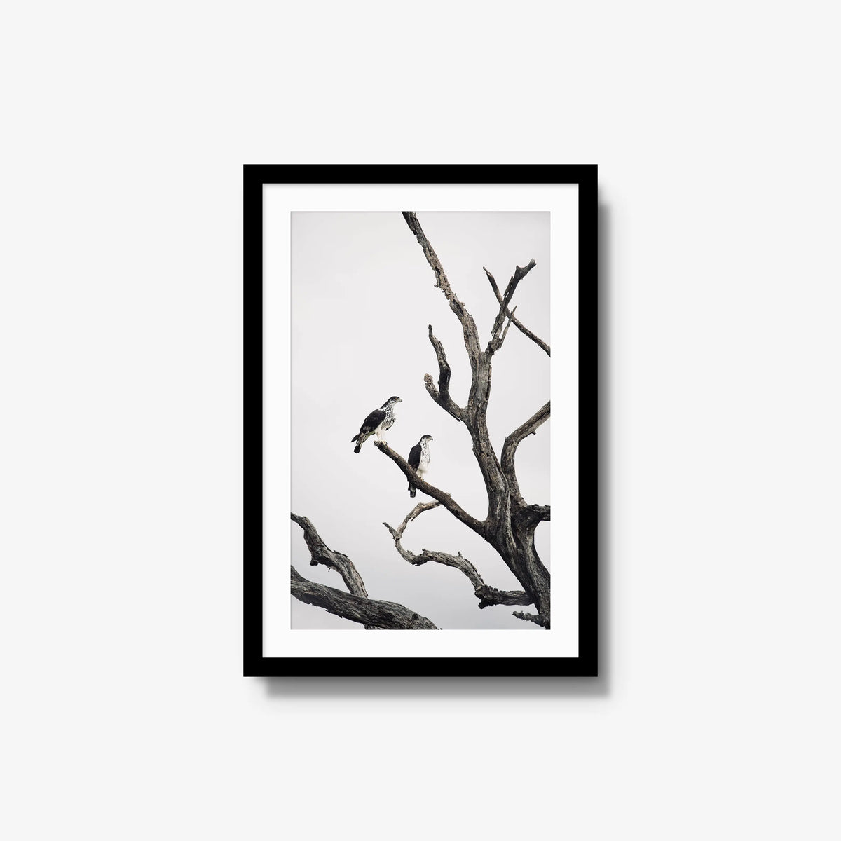 Sentinels — medium / black / mat