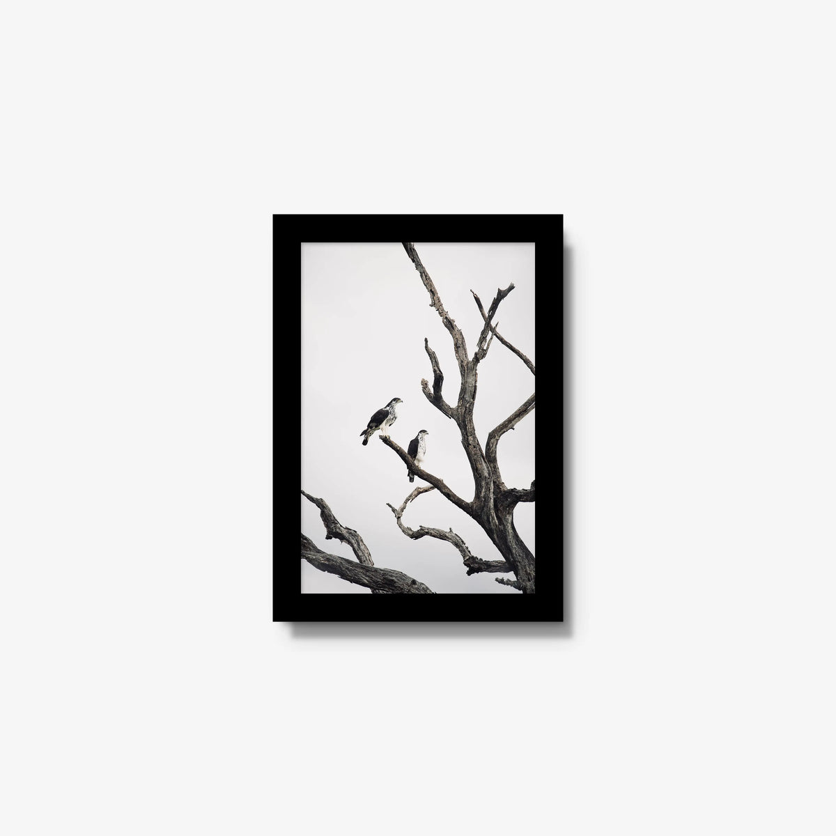Sentinels — mini / black / full