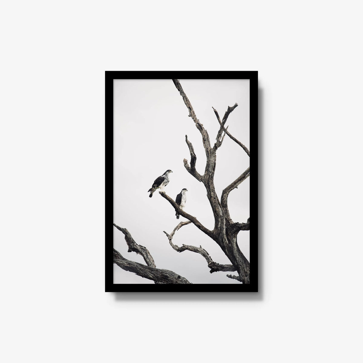 Sentinels — medium / black / full