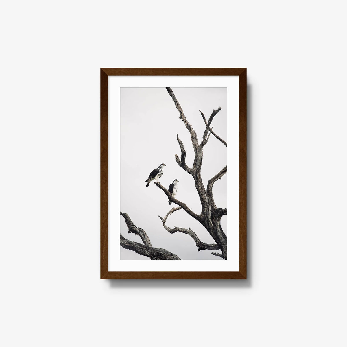 Sentinels — medium / brown / mat