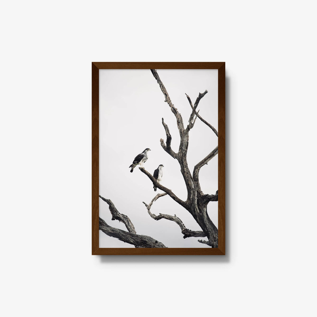 Sentinels — medium / brown / full