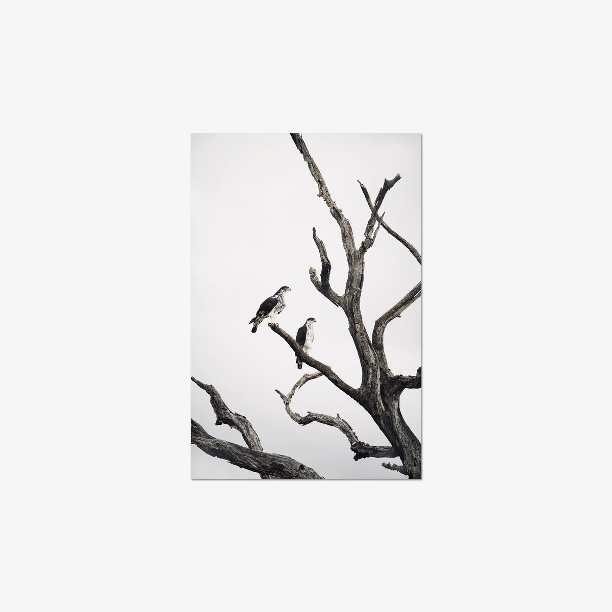 Sentinels — medium / print / n/a