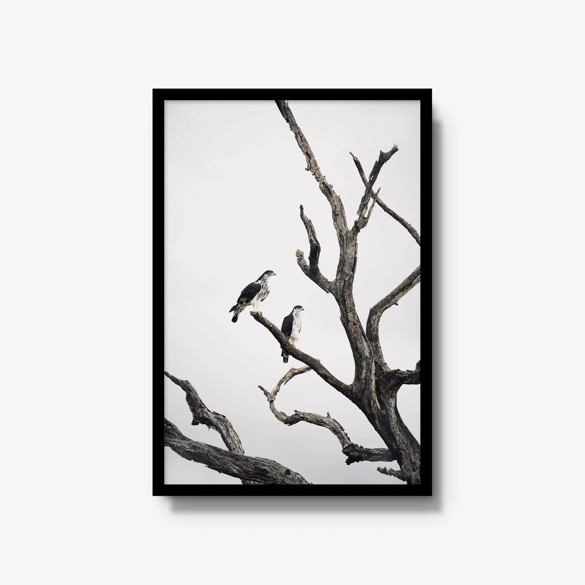 Sentinels — large / black / full