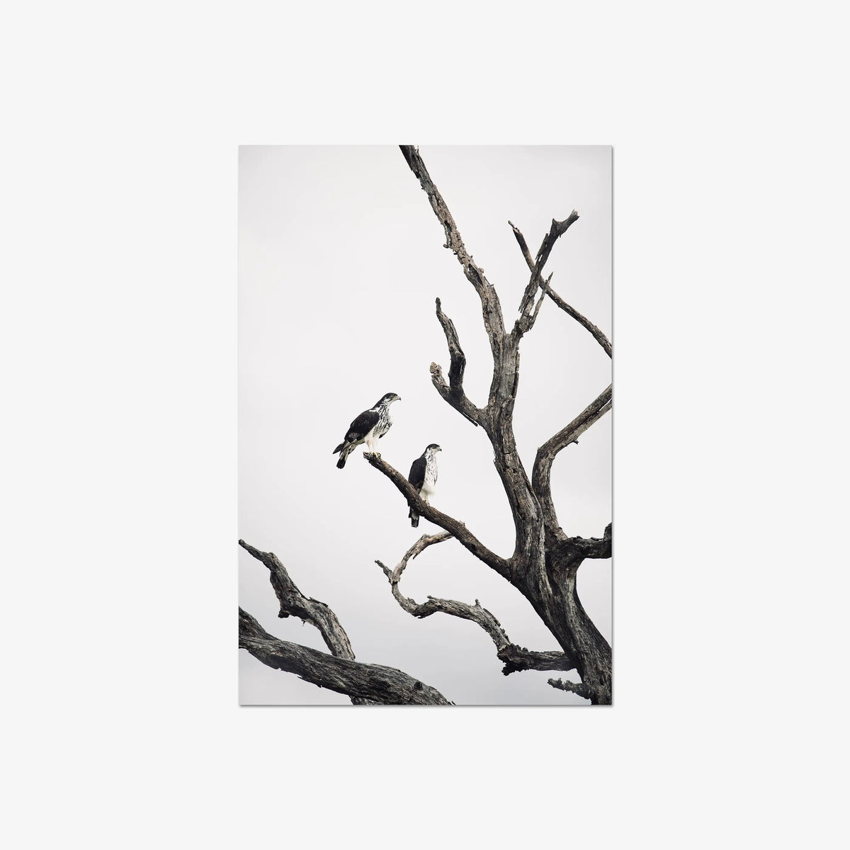 Sentinels — large / print / n/a