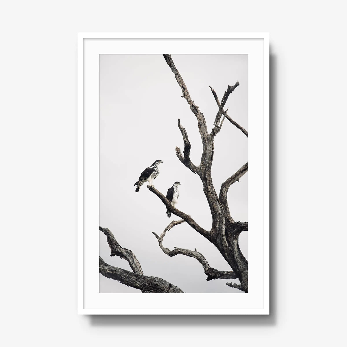 Sentinels — gallery / white / mat