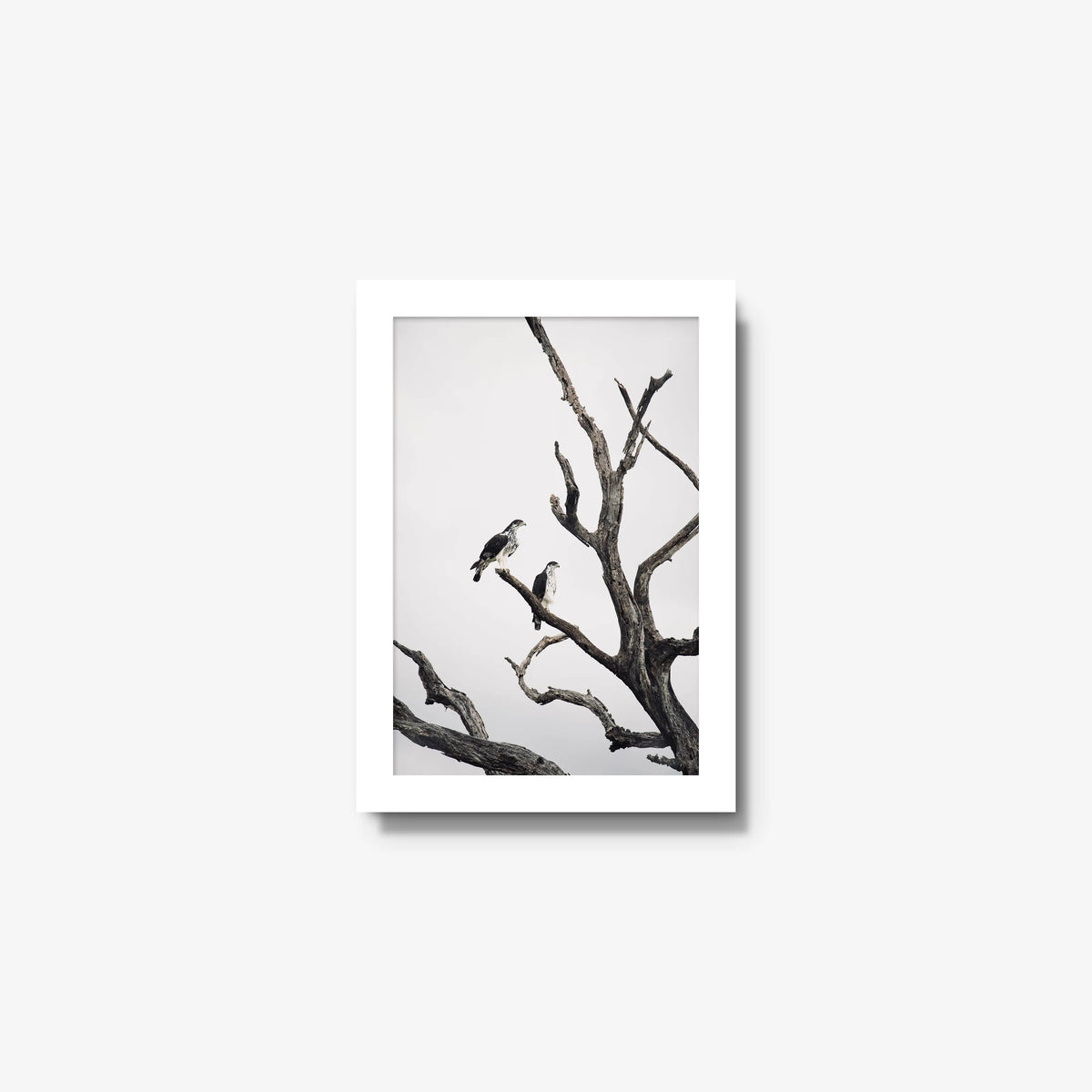 Sentinels — mini / white / full