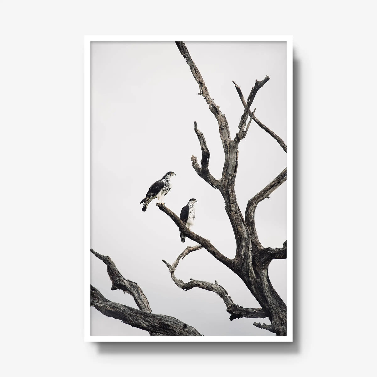 Sentinels — gallery / white / full