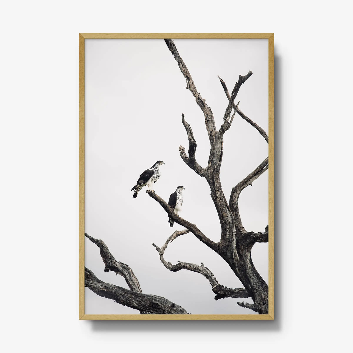 Sentinels — gallery / natural / full