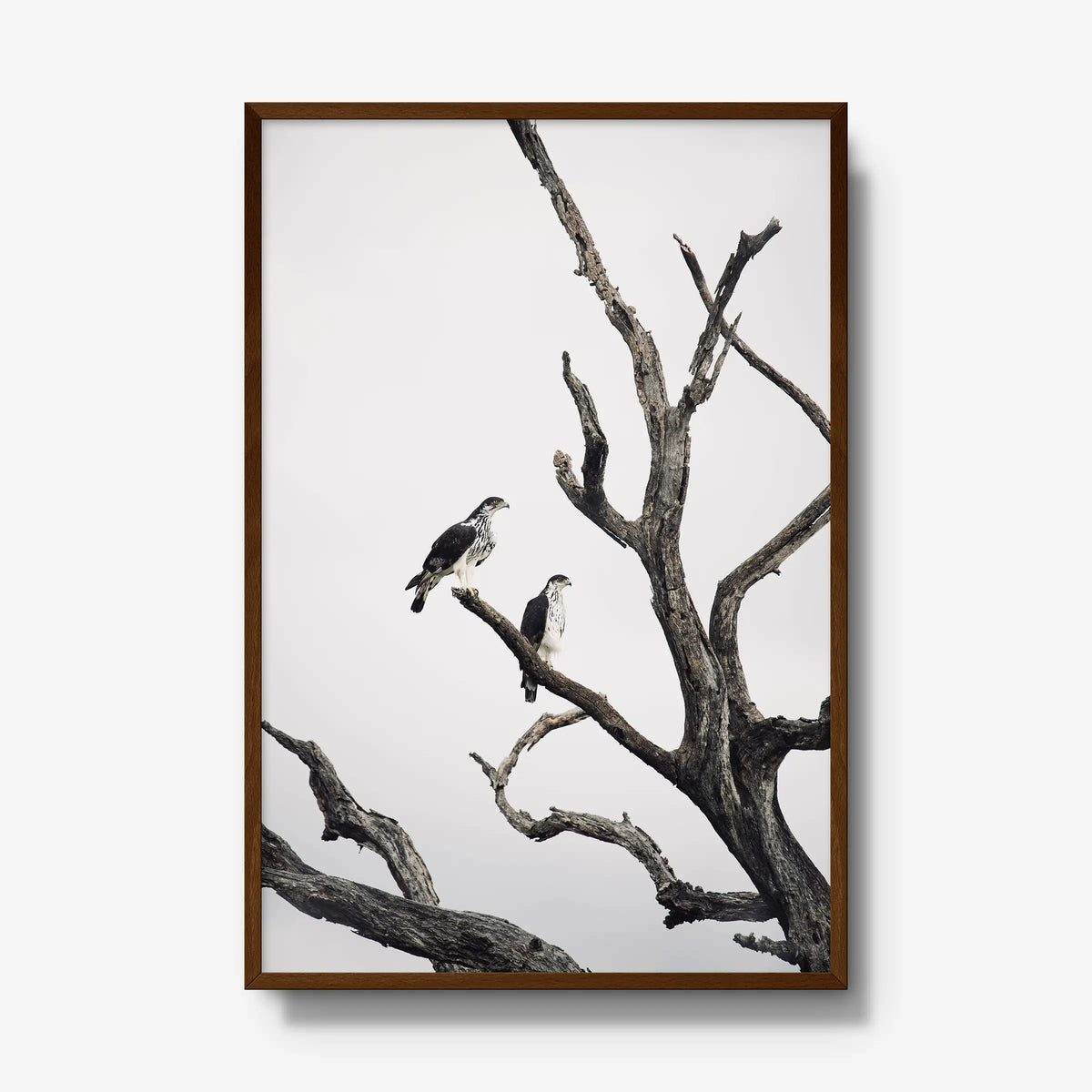 Sentinels — gallery / brown / full