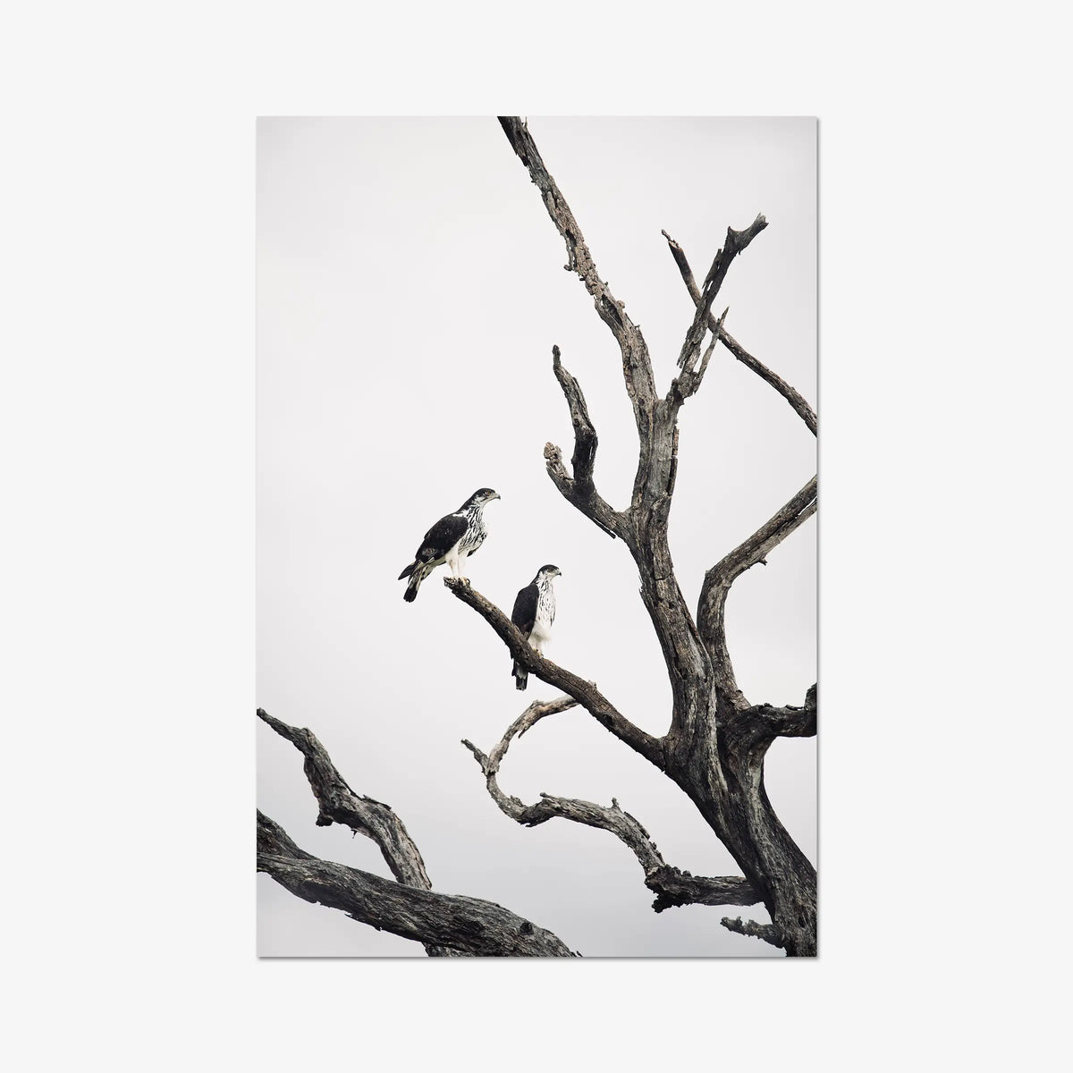 Sentinels — gallery / print / n/a