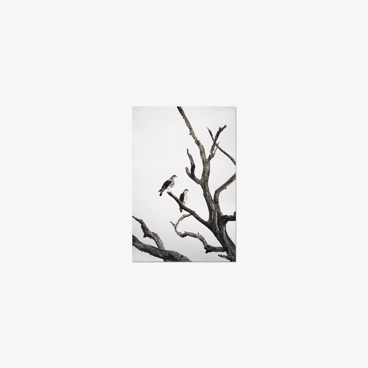Sentinels — mini / print / n/a