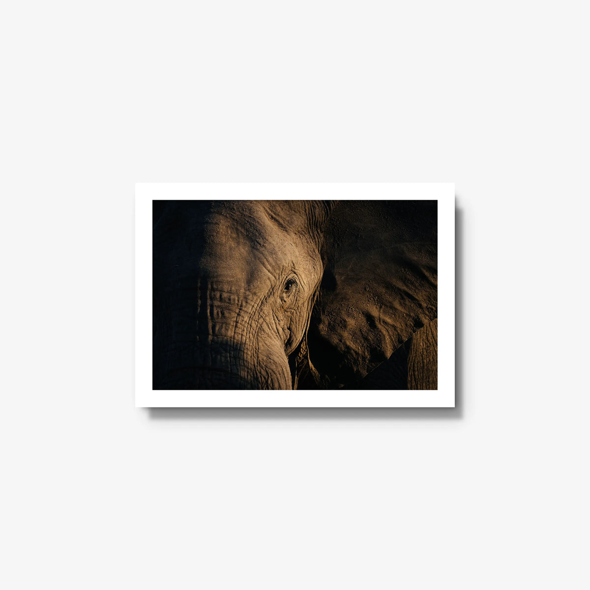 Etched — small / white / full