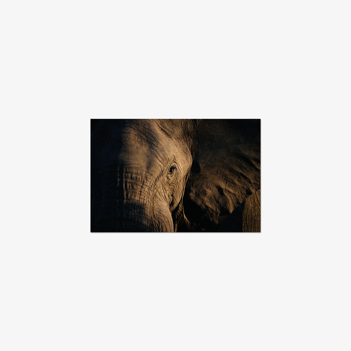 Etched — small / print / n/a