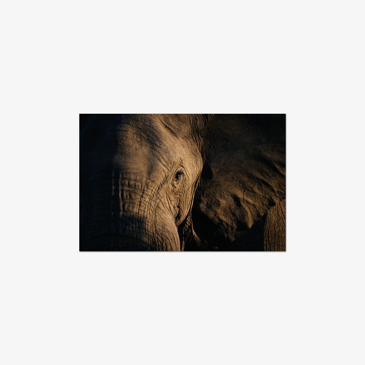 Etched — medium / print / n/a