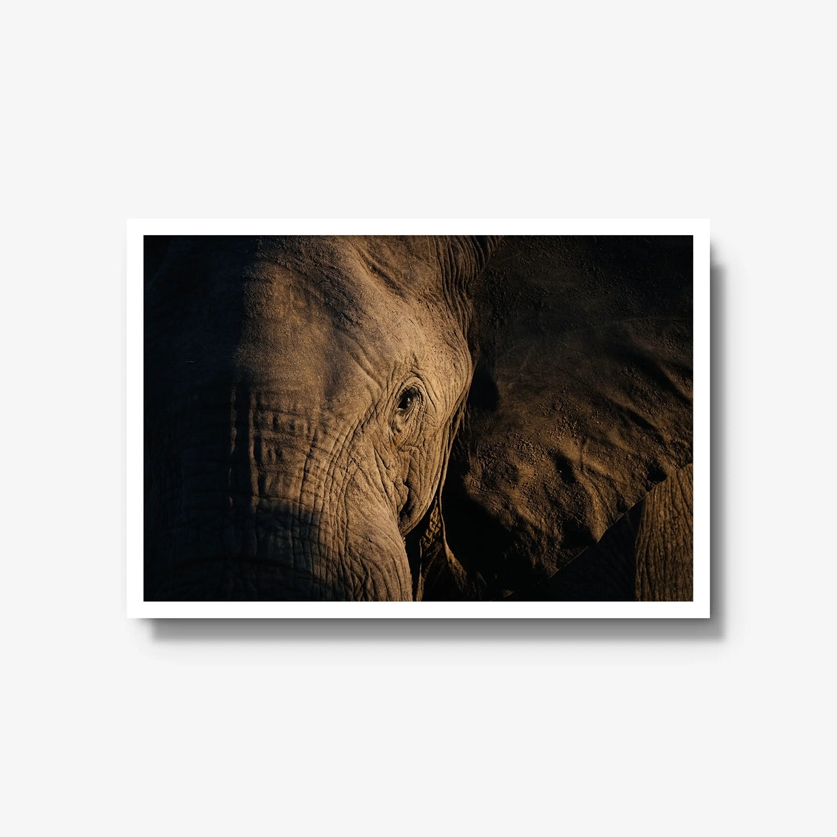 Etched — large / white / full