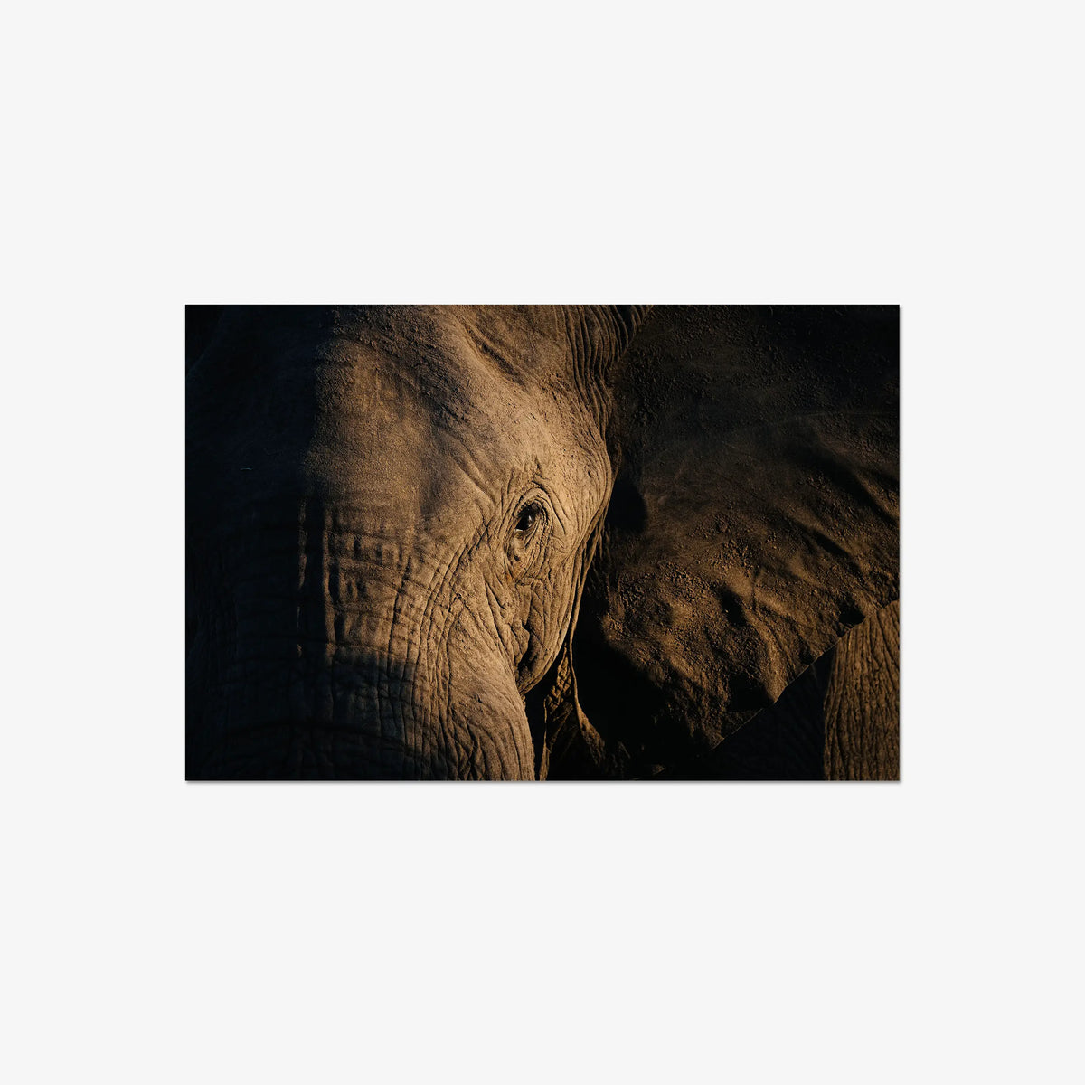 Etched — large / print / n/a