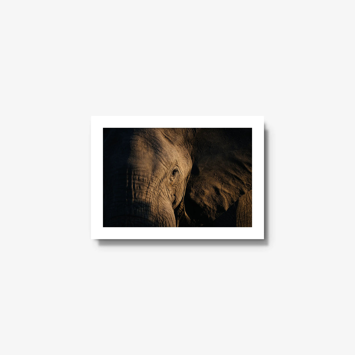 Etched — mini / white / full