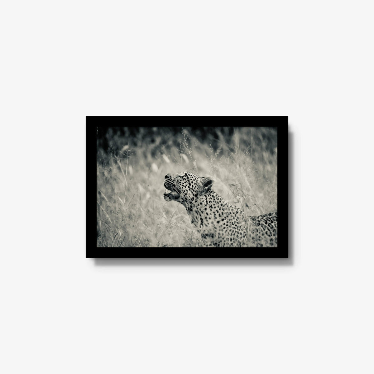 Windward — small / black / full