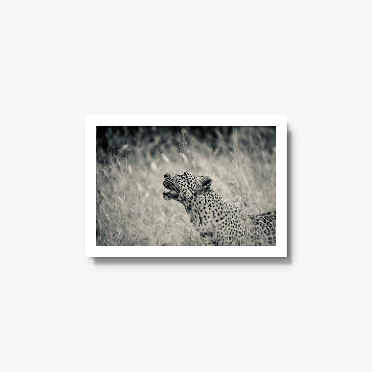 Windward — small / white / full