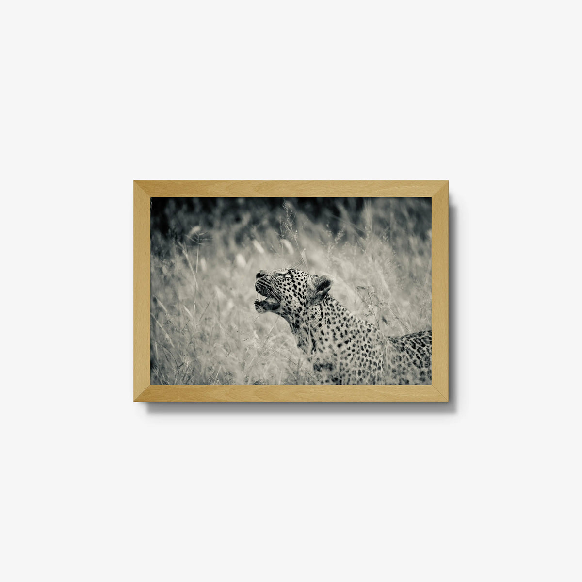 Windward — small / natural / full